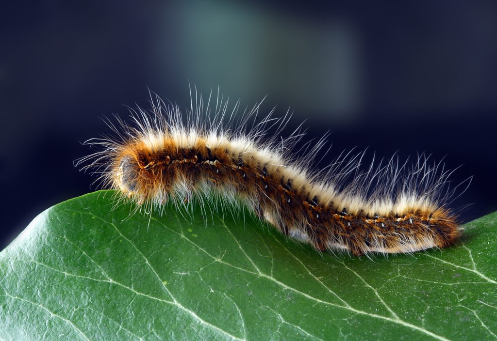 Eikenprocessierups